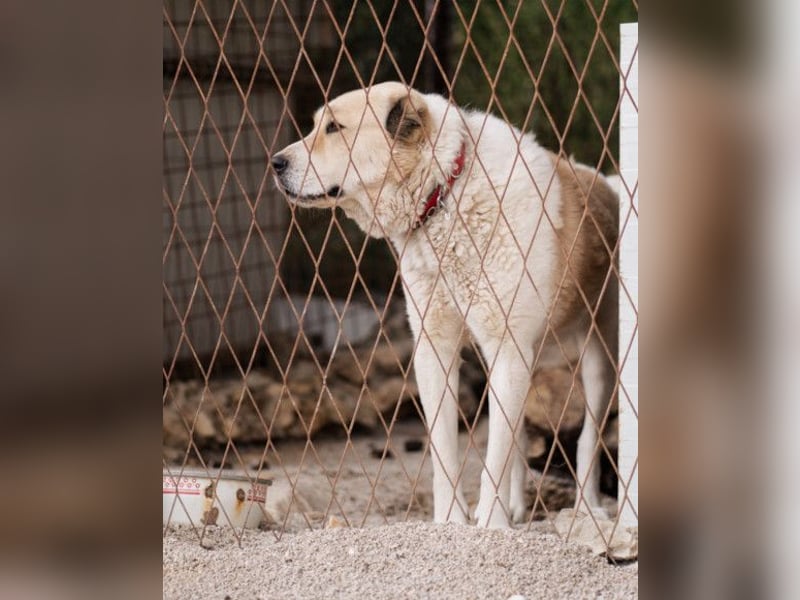 Jack ❤️ sichere Heimat gesucht!