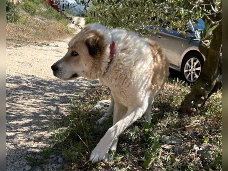 Jack ❤️ sichere Heimat gesucht!