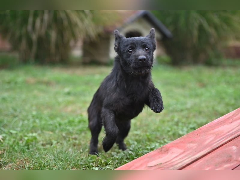Mini Schnauzer - Alma Mini Schnauzer - Alma