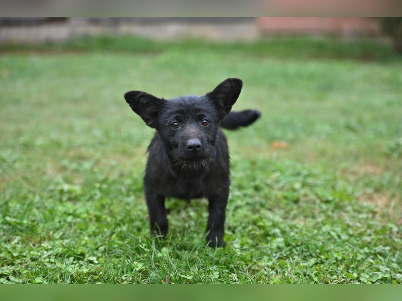 Mini Schnauzer - Alma Mini Schnauzer - Alma