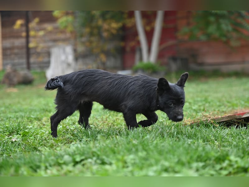 Mini Schnauzer - Alma Mini Schnauzer - Alma
