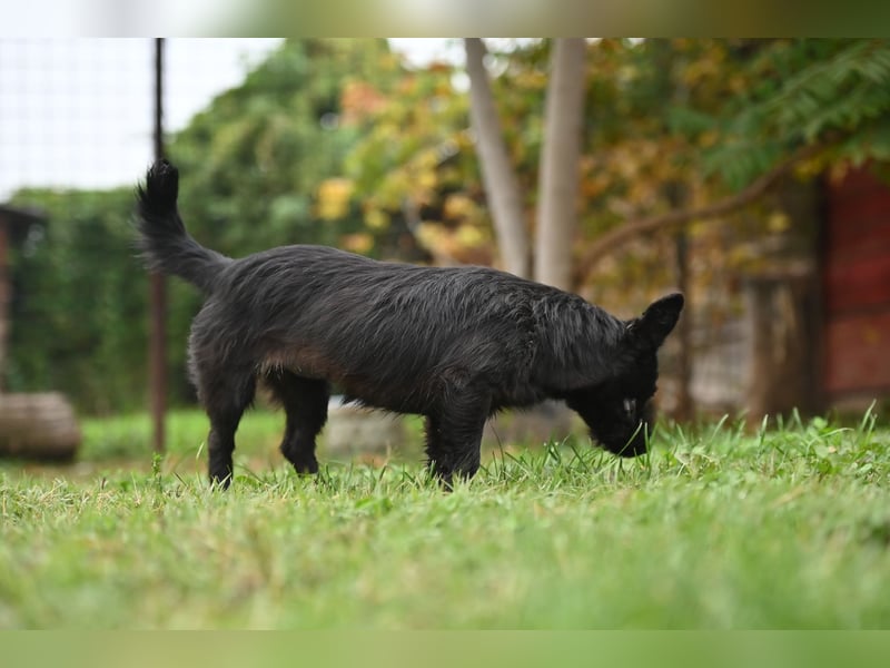 Mini Schnauzer - Alma Mini Schnauzer - Alma