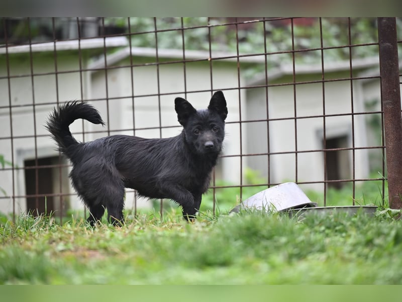 Mini Schnauzer - Alma Mini Schnauzer - Alma