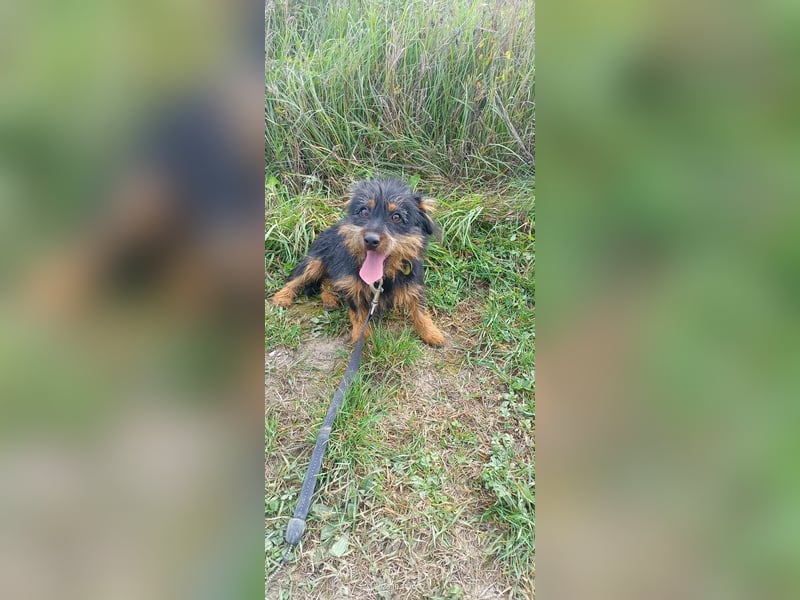 Mini Schnauzer Mix - Kiki Mini Schnauzer Mix - Kiki