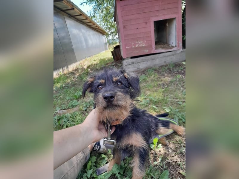 Mini Schnauzer Mix - Kiki Mini Schnauzer Mix - Kiki