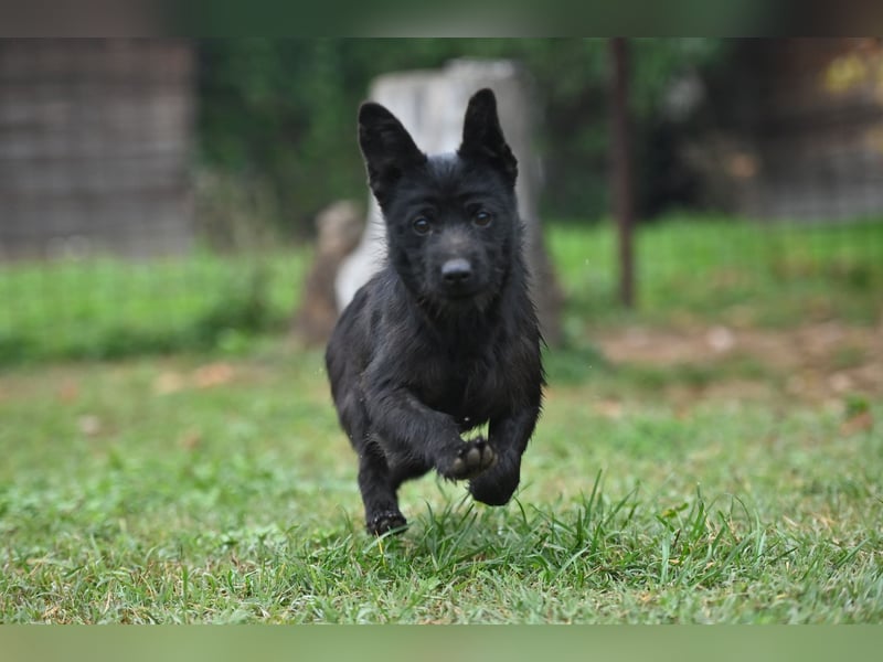 Mini Schnauzer - Alma Mini Schnauzer - Alma