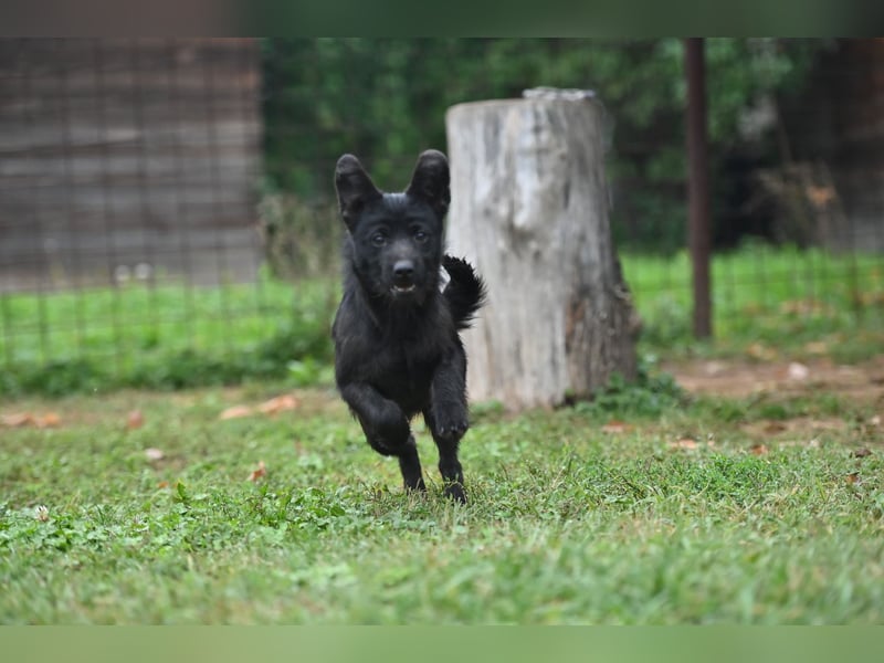 Mini Schnauzer - Alma Mini Schnauzer - Alma