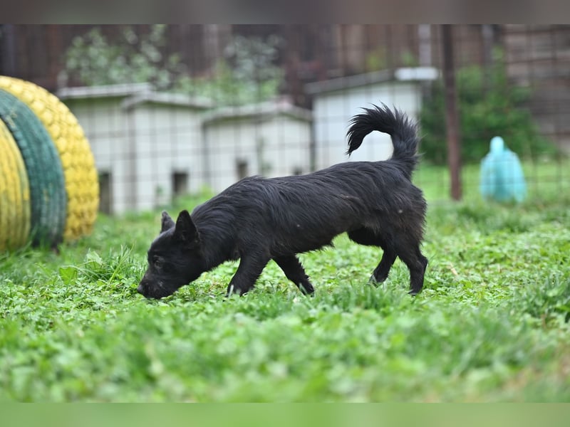 Mini Schnauzer - Alma Mini Schnauzer - Alma