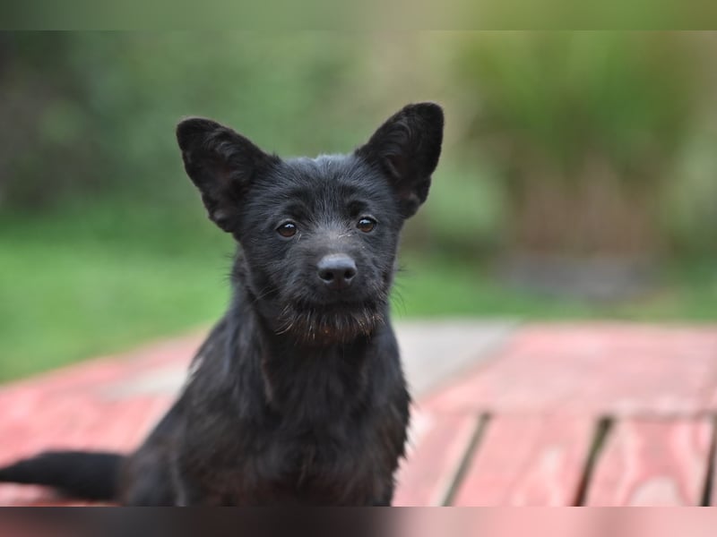 Mini Schnauzer - Alma Mini Schnauzer - Alma