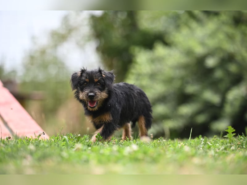 Mini Schnauzer Mix - Kiki Mini Schnauzer Mix - Kiki