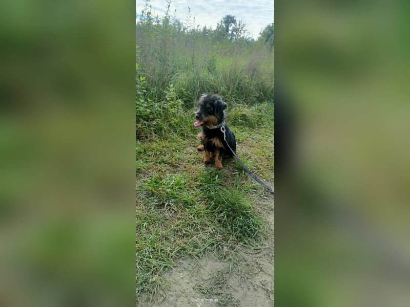 Mini Schnauzer Mix - Kiki Mini Schnauzer Mix - Kiki