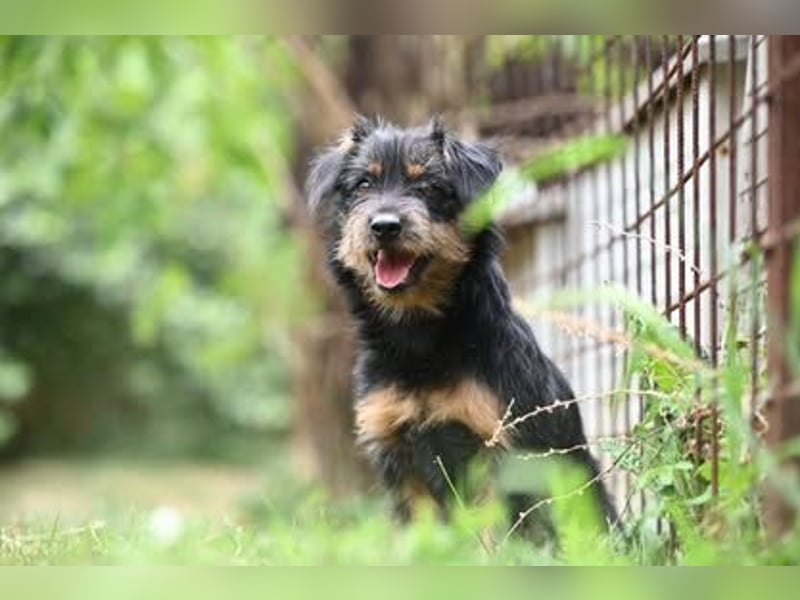 Mini Schnauzer Mix - Kiki Mini Schnauzer Mix - Kiki