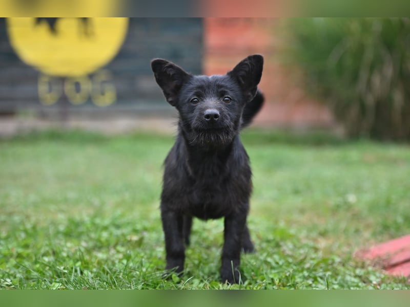 Mini Schnauzer - Alma Mini Schnauzer - Alma