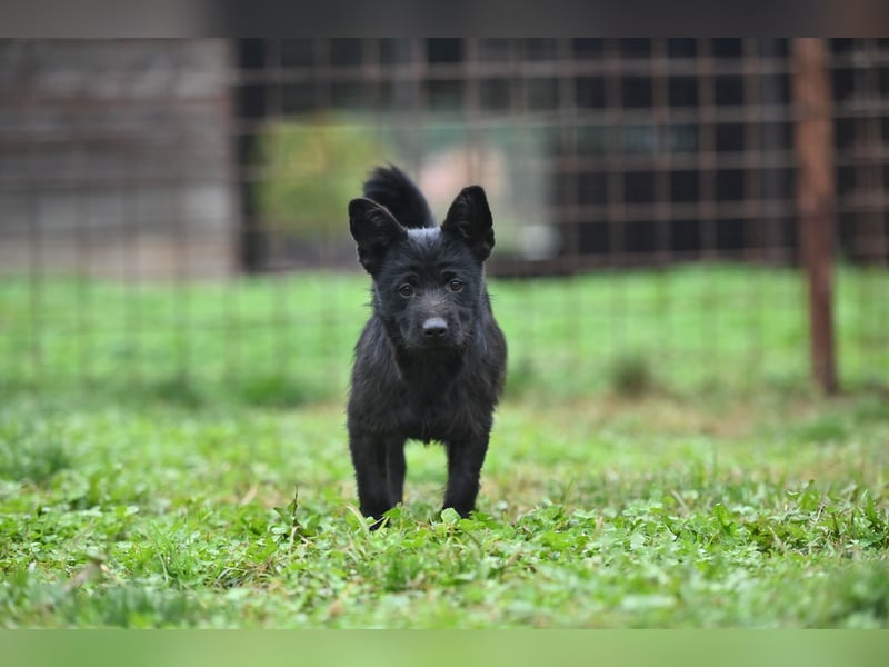 Mini Schnauzer - Alma Mini Schnauzer - Alma