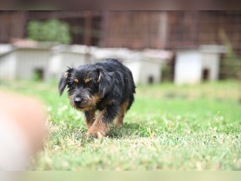 Mini Schnauzer Mix - Kiki Mini Schnauzer Mix - Kiki