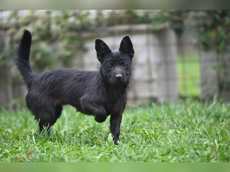 Mini Schnauzer - Alma Mini Schnauzer - Alma