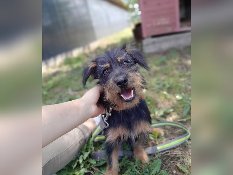 Mini Schnauzer Mix - Kiki Mini Schnauzer Mix - Kiki