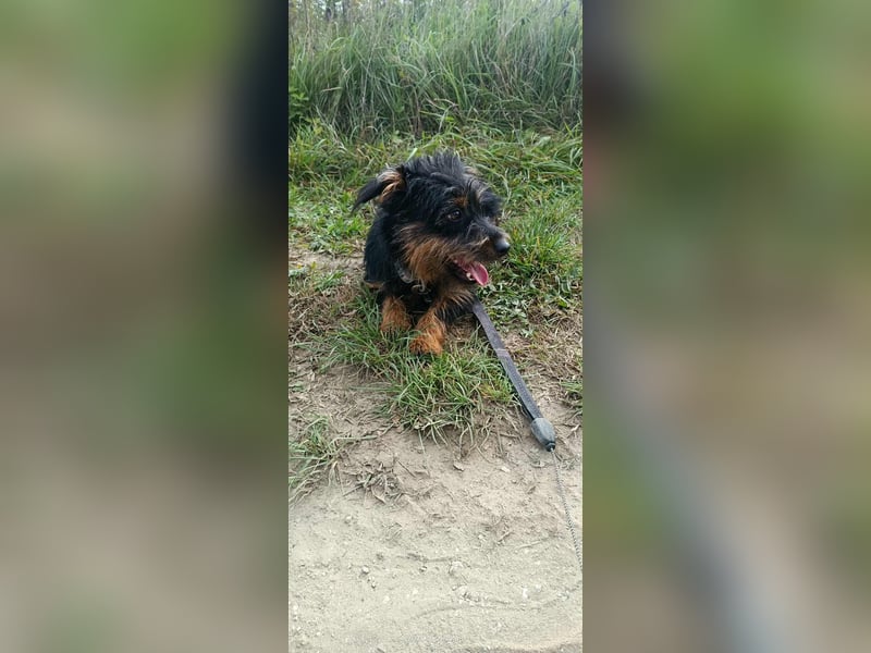 Mini Schnauzer Mix - Kiki Mini Schnauzer Mix - Kiki