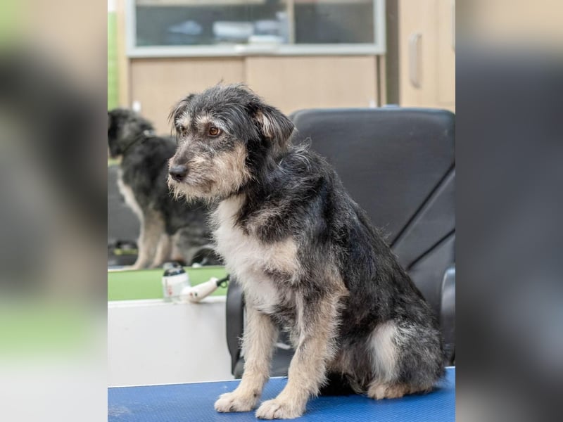 BAGEL Freundlicher Allrounder (Ukraine)