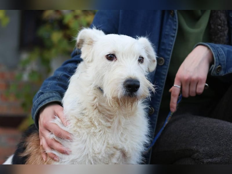 UMKA - menschenbezogene Traumhündin (Ukraine)