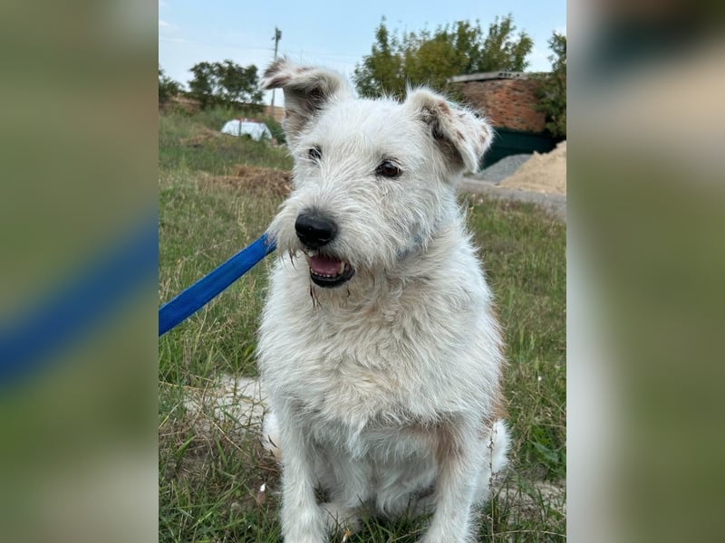 UMKA - menschenbezogene Traumhündin (Ukraine)