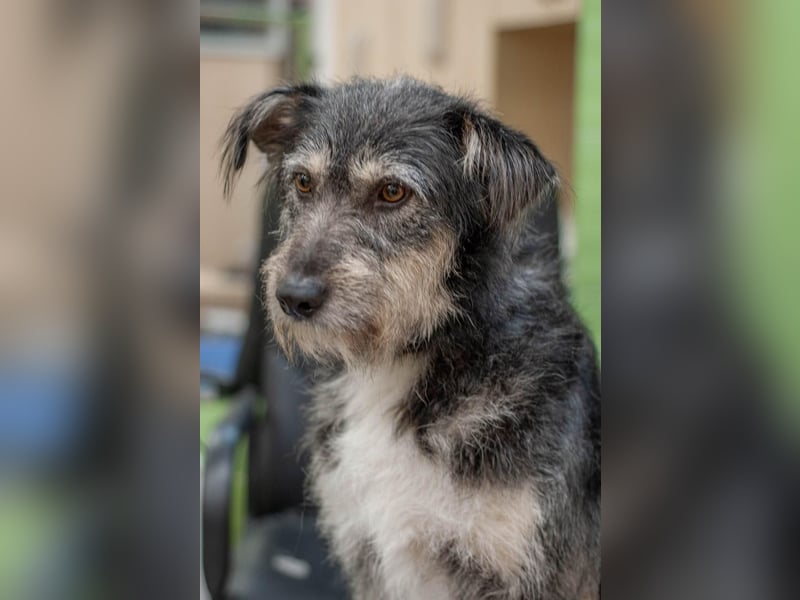 BAGEL Freundlicher Allrounder (Ukraine)