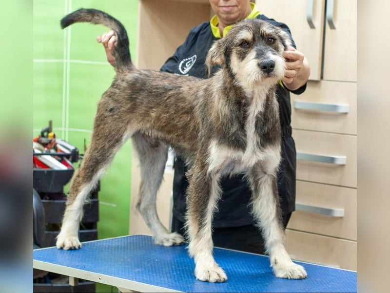 Christopher - Bester Freund (Ukraine)