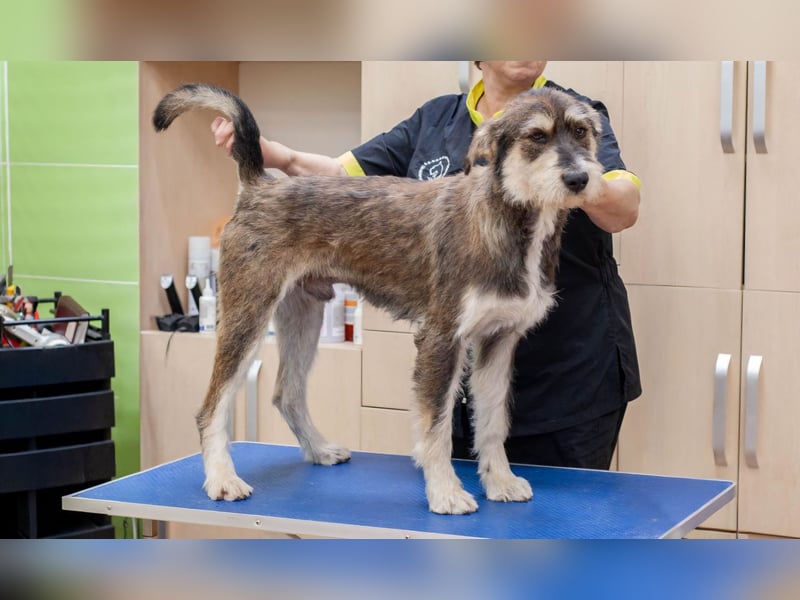 Christopher - Bester Freund (Ukraine)