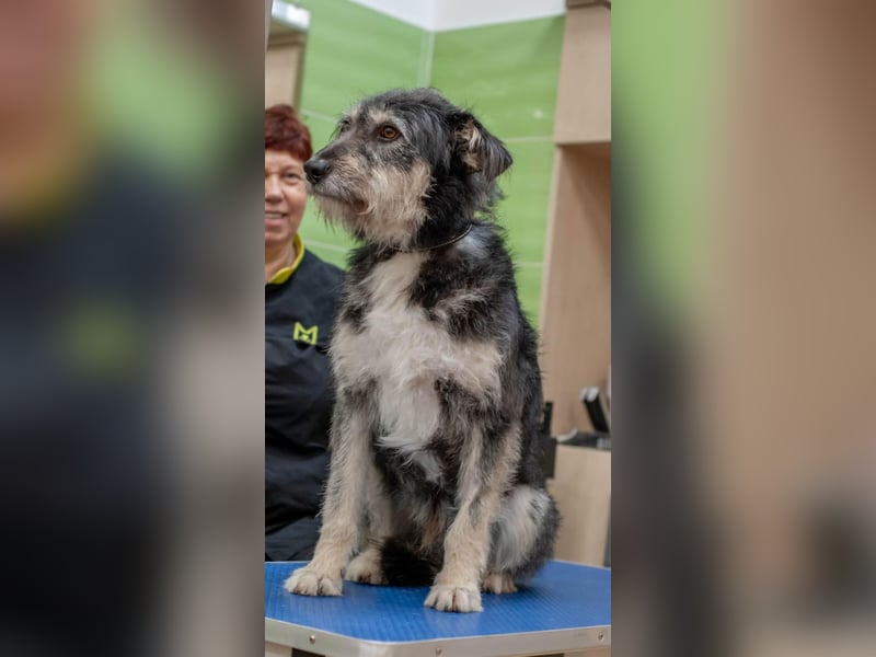 BAGEL Freundlicher Allrounder (Ukraine)