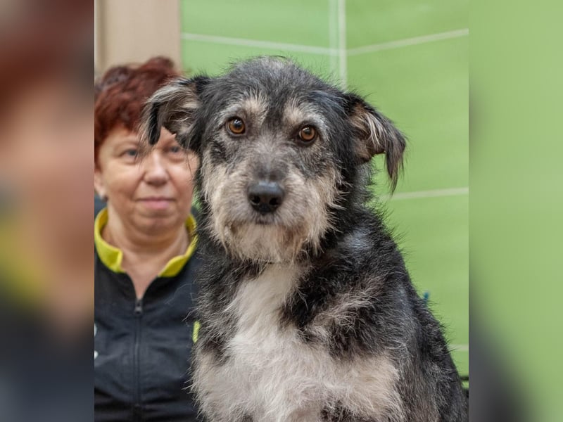 BAGEL Freundlicher Allrounder (Ukraine)