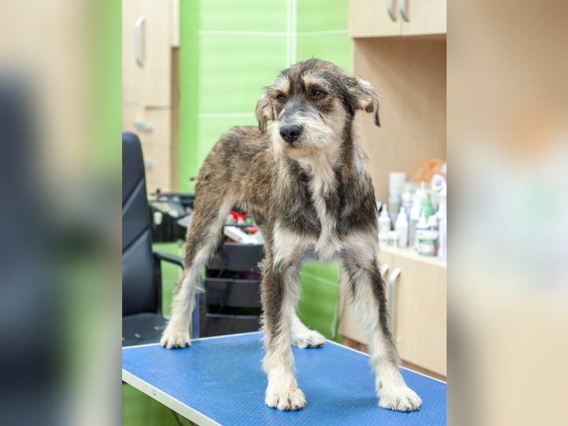 Christopher - Bester Freund (Ukraine)