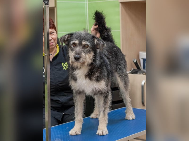 BAGEL Freundlicher Allrounder (Ukraine)