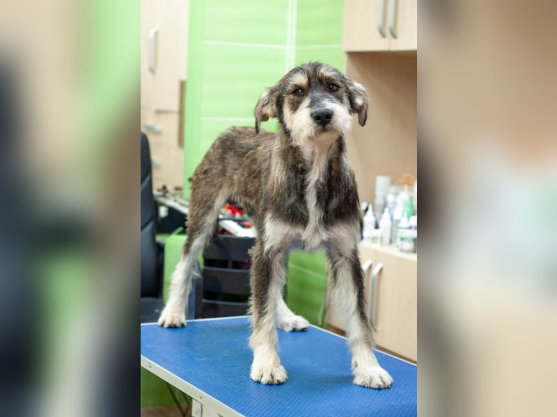 Christopher - Bester Freund (Ukraine)