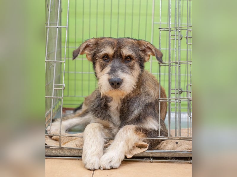 Christopher - Bester Freund (Ukraine)