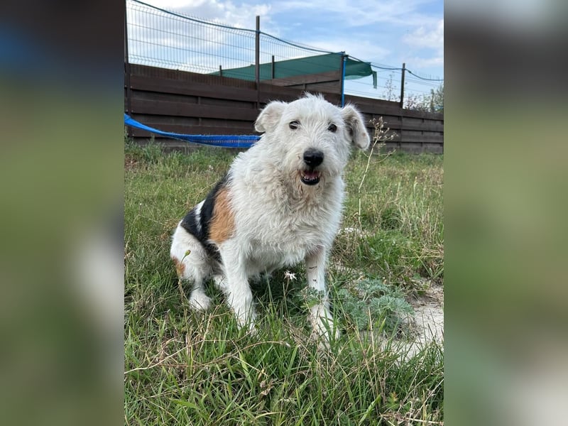 UMKA - menschenbezogene Traumhündin (Ukraine)