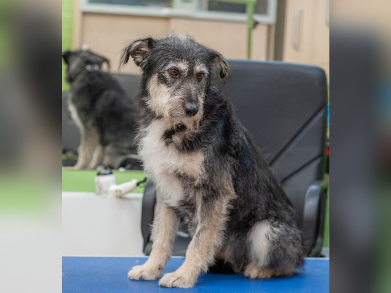 BAGEL Freundlicher Allrounder (Ukraine)