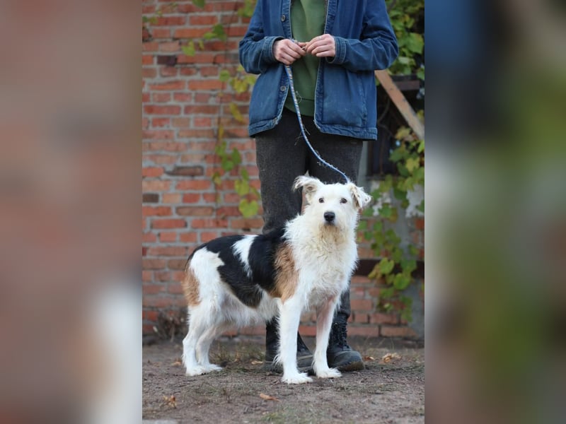 UMKA - menschenbezogene Traumhündin (Ukraine)