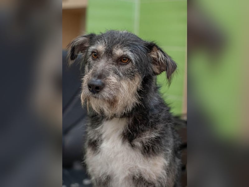 BAGEL Freundlicher Allrounder (Ukraine)