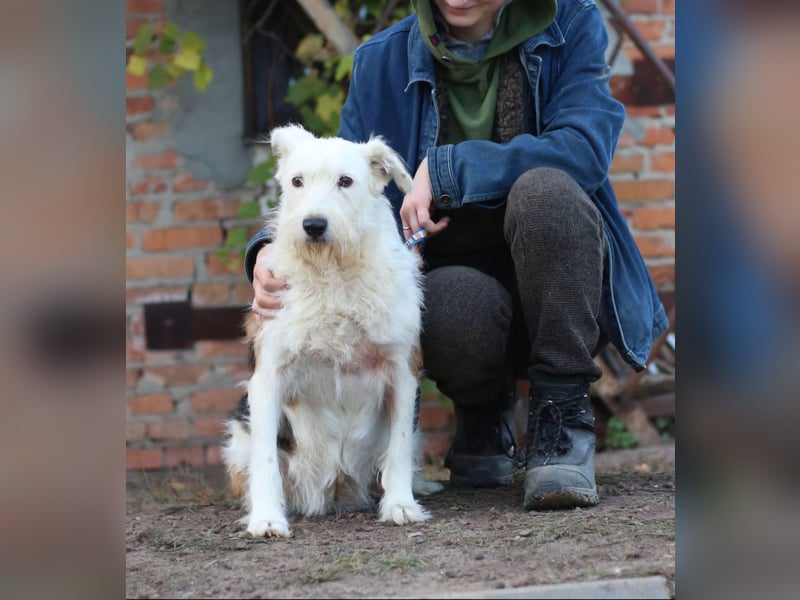 UMKA - menschenbezogene Traumhündin (Ukraine)