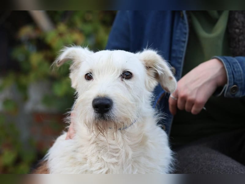 UMKA - menschenbezogene Traumhündin (Ukraine)