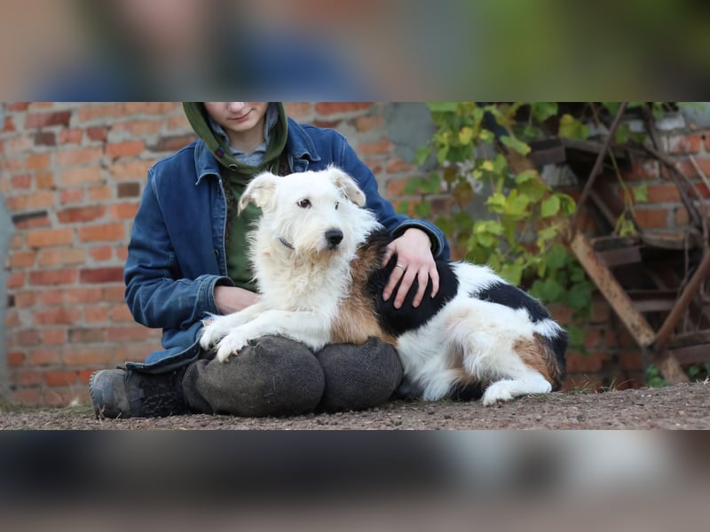 UMKA - menschenbezogene Traumhündin (Ukraine)