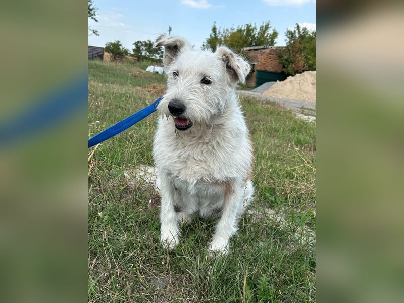 UMKA - menschenbezogene Traumhündin (Ukraine)