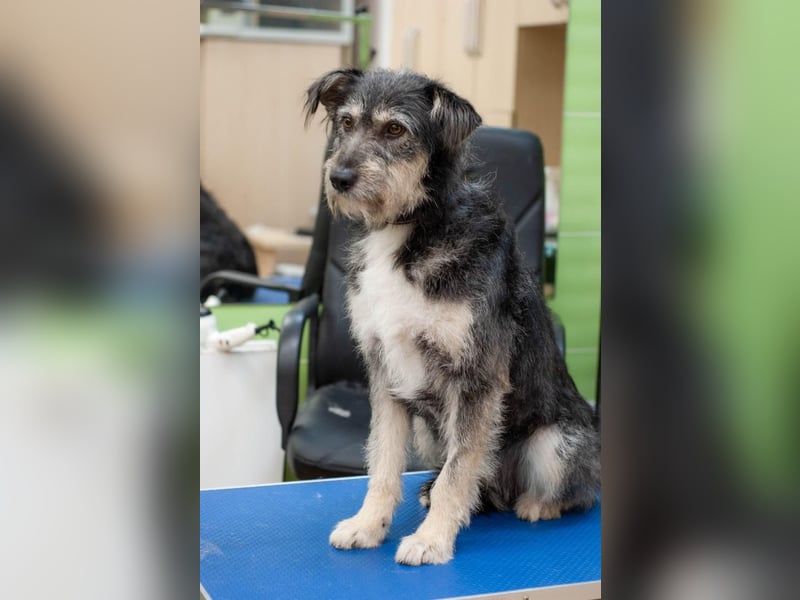 BAGEL Freundlicher Allrounder (Ukraine)