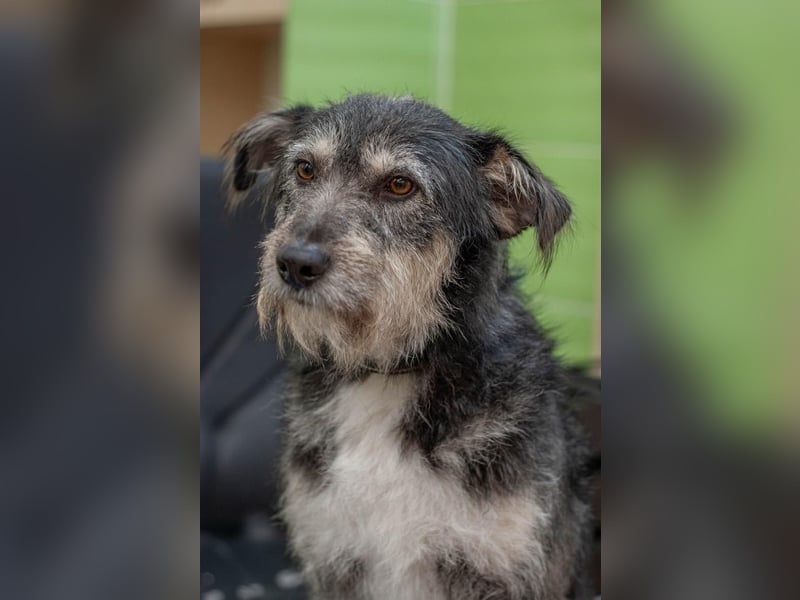 BAGEL Freundlicher Allrounder (Ukraine)