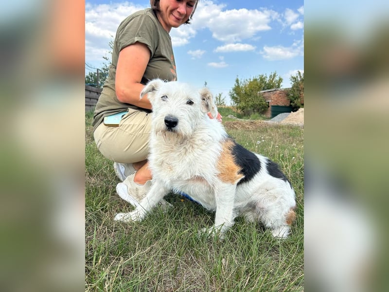 UMKA - menschenbezogene Traumhündin (Ukraine)