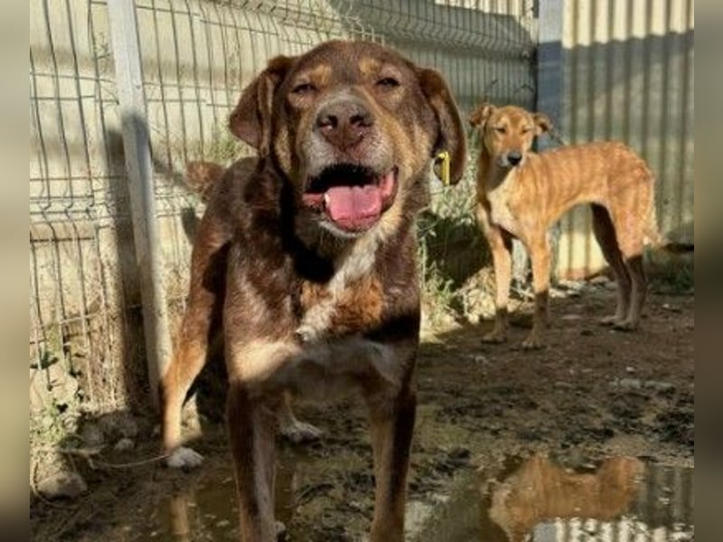 Ruhiger Senior Santo sucht sein Zuhause