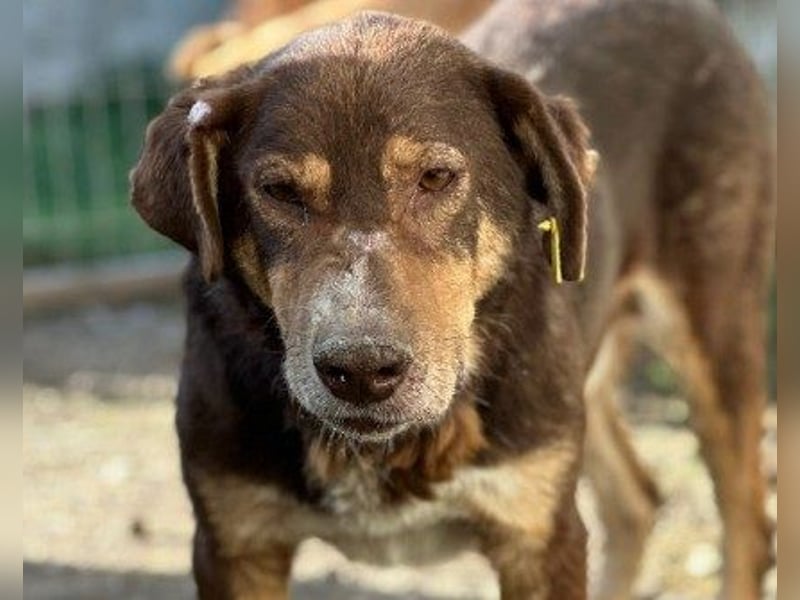 Ruhiger Senior Santo sucht sein Zuhause