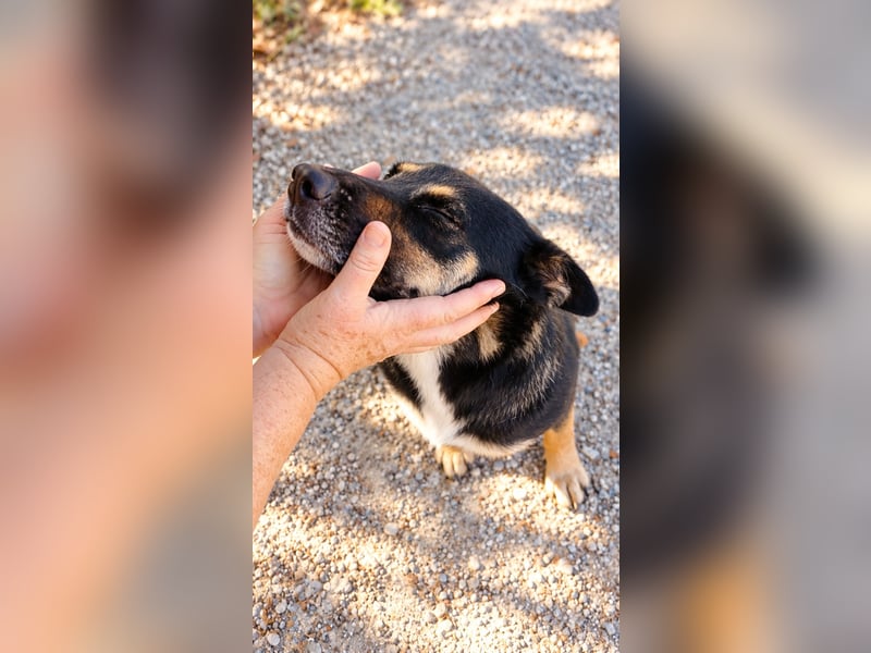 Spiky - Freundliche & fröhliche Hündin sucht ihr Für-Immer!