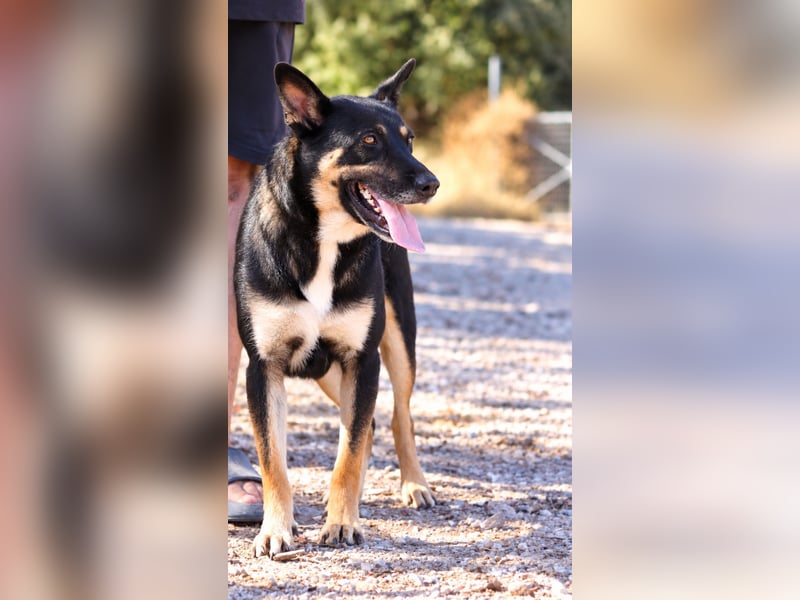 Spiky - Freundliche & fröhliche Hündin sucht ihr Für-Immer!