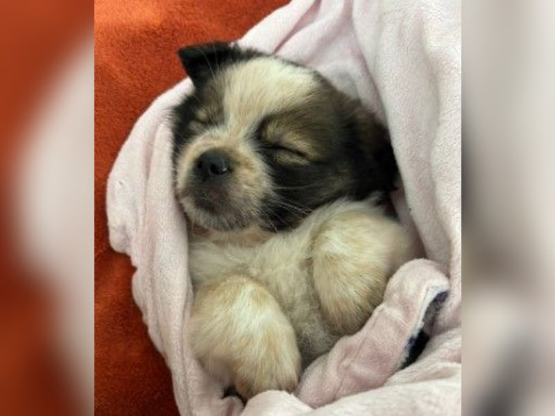 KNIRPS - süßer, kleiner Kerl sucht seine Familie